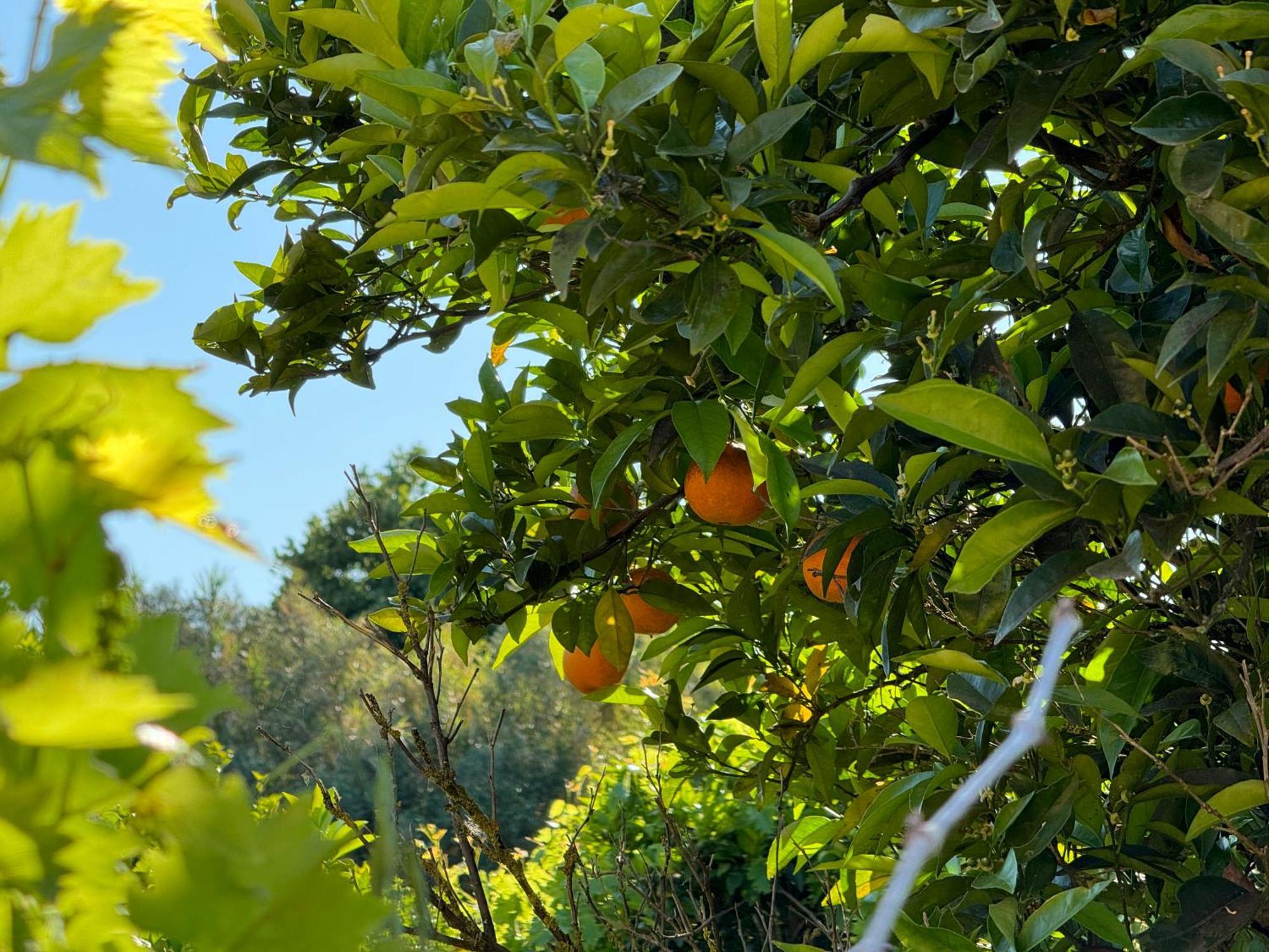 L'Orto Villa San Vero Milis Eksteriør billede
